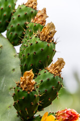 Flora en la Corujera, Tenerife.