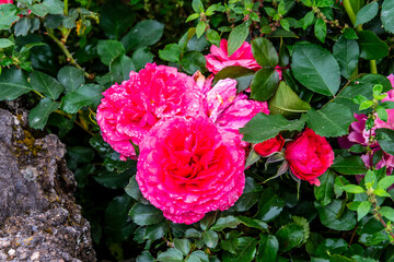 Flora en la Corujera, Tenerife.