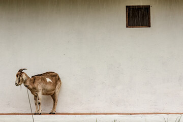 A brown tied goat tries to avoid the heavy rain under a roof eave, in a farm  in the eastern Andean...