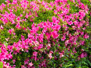 雨に濡れた鮮やかなサツキの花