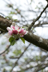 White and pink apple blossom flowers and green leaves on a tree near Potzbach, Germany on a spring day.