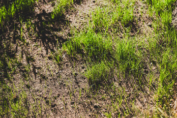 green grass seedling starting to germinate in future lawn area