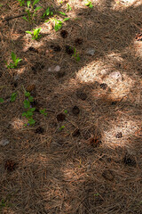 Pine cones and needles on the ground looking from above.