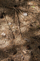 Pine cones and needles on the ground looking from above.