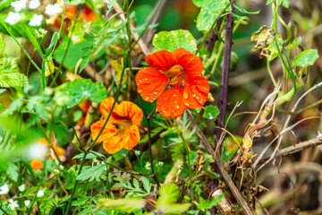 Flora con gotas de agua en la Corujera, Tenerife.