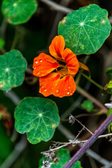 Flora con gotas de agua en la Corujera, Tenerife.