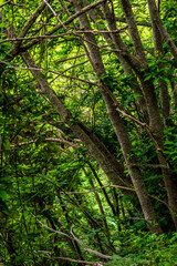 Vegetación en la Corujera, Tenerife.