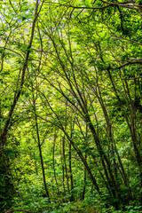 Obraz premium Vegetación en la Corujera, Tenerife.