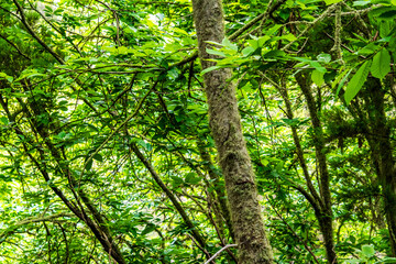 Vegetación en la Corujera, Tenerife.