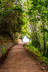 Obraz premium Sendero en la Corujera, Tenerife.