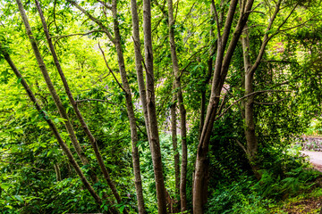 Vegetación en la Corujera, Tenerife.