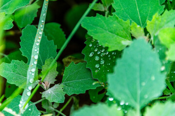 Flora con gotas de agua en la Corujera, Tenerife.