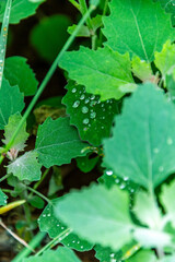 Flora con gotas de agua en la Corujera, Tenerife.