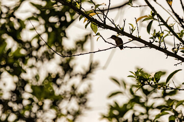 The silhouette of a tiny hummingbird perched on a twig, at morning in a forest in the eastern Andean mountains of central Colombia.