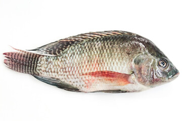 Oreochromis niloticus or tilapia fish isolated on white background