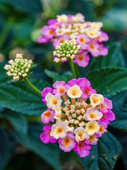 Macro photography of pink and yellow lantana cluster flowers, captured in a garden in the eastern Andean mountains of central Colombia.