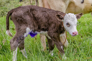Fototapeta premium A new born brown and white calf, near its cow mom, in the grass field of a farm in the eastern Andean mountains of central Colombia.