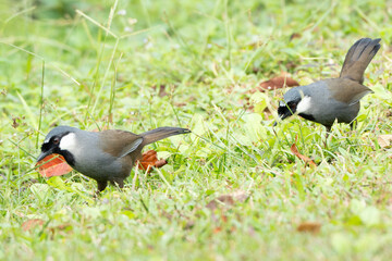 Birds are looking for food during the day