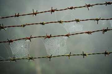 Spider web on a rusty wire on a rainy day