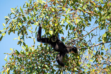 Black gibbons come to eat fruit in Khao Yai National Park