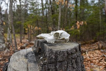 Animal Skull on Stump in Overcast New England Woods