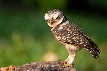 Birds are looking for food during the day