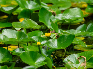 池に咲くコウホネの花