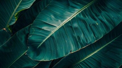 close view of a large leaf of a plant. generative ai