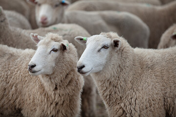 Fototapeta premium Sheep in paddock Tasmania