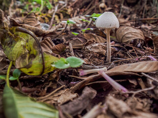 Close-up photography of a parasol mushroom growing in the soil of a fores, in a farm in the eastern Andean mountains of central Colombia.