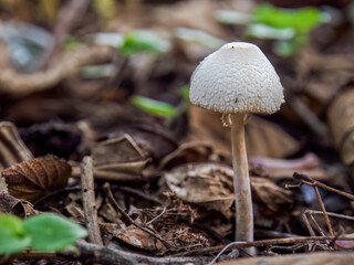 Close-up photography of a parasol mushroom growing in the soil of a fores, in a farm in the eastern Andean mountains of central Colombia.
