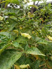 chili garden that is harvested behind the house in the morning