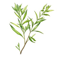 a watercolor illustration of Tarragon clipart, herb element, isolated on white background