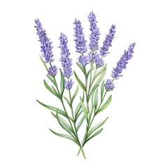 a watercolor illustration of Lavender clipart, herb element, isolated on white background