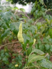 chili garden that is harvested behind the house in the morning