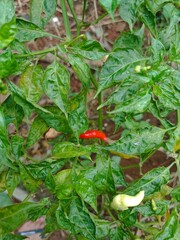 chili garden that is harvested behind the house in the morning