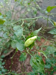 chili garden that is harvested behind the house in the morning