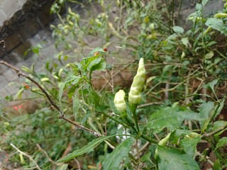 Obraz premium chili garden that is harvested behind the house in the morning
