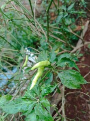 chili garden that is harvested behind the house in the morning