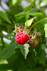red ripe berry of raspberry in a garden, close up