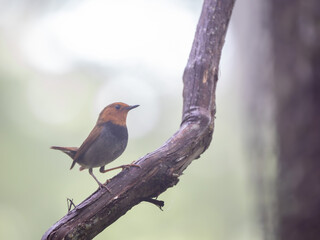 森の中で濃い霧の中に現れて静かに枝に留まっている姿がかすかに見えたコマドリの雄