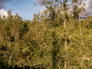 Some trees rise high up among the lush vegetation of a forest, at sunset, in a farm in the eastern Andean mountains of central Colombia.