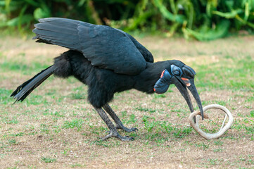 Hornbill catching a snake in its beak