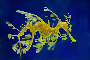 Leafy sea dragon swimming