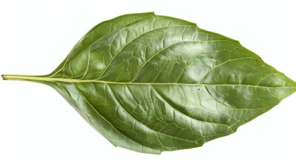 Obraz premium fresh basil leaf isolated on white background