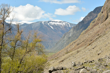 A look through the branches of bushes with young leaves at the rocky slope of the cliff and high snow-capped mountains on a sunny spring day.