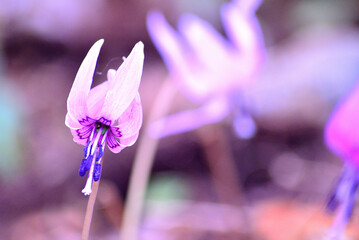 春に咲いたカタクリの花