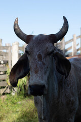 Boi na sombra encarando