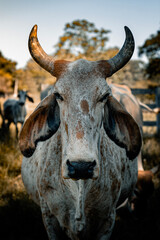 Boi encarando