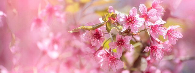 Obraz premium Banner Pink sweet Pastel flower floral soft nature blossom blurred background. Romance pinky plum botanical bloom spring season. Panorama Blurry Cherry blossom petals garden with copy space